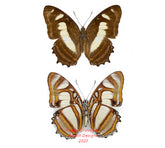 Metamorpha elissa (Peru)